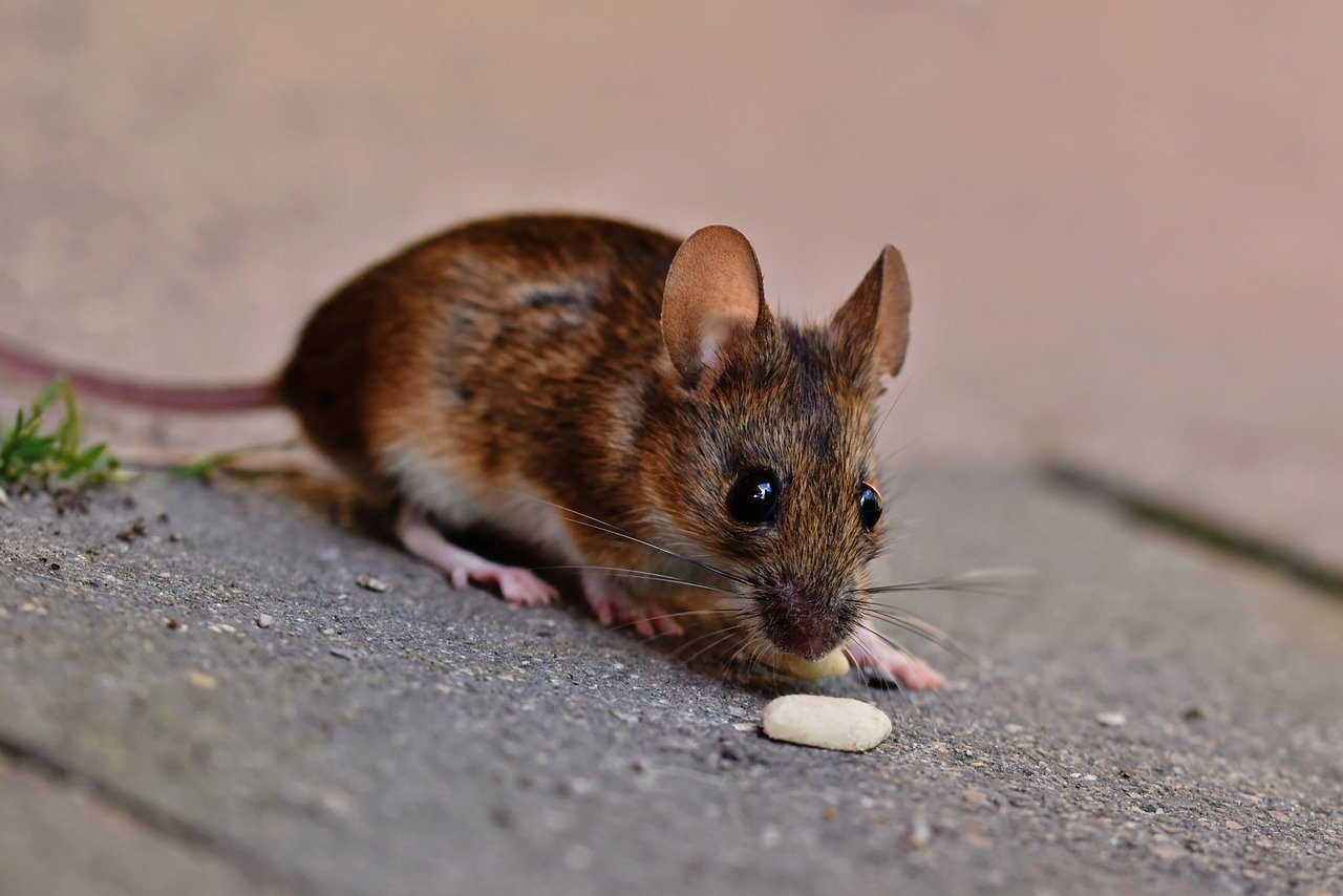 house mouse, mouse, long-tailed mouse-7328813.jpg